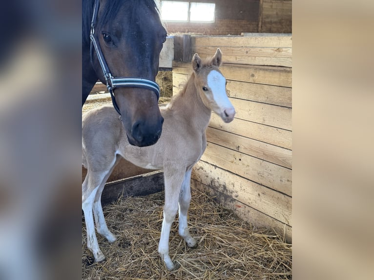 Poney de selle allemand Étalon Poulain (04/2026) 148 cm Palomino in Marktschorgast