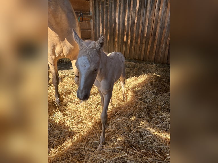 Poney de selle allemand Étalon 148 cm Palomino in Zell Poney de selle allemand Étalon 148 cm Palomino in Zell