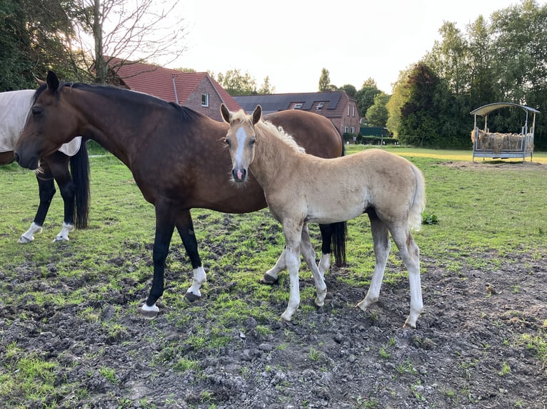 Poney de selle allemand Étalon Poulain (05/2024) 148 cm Palomino in Großheide