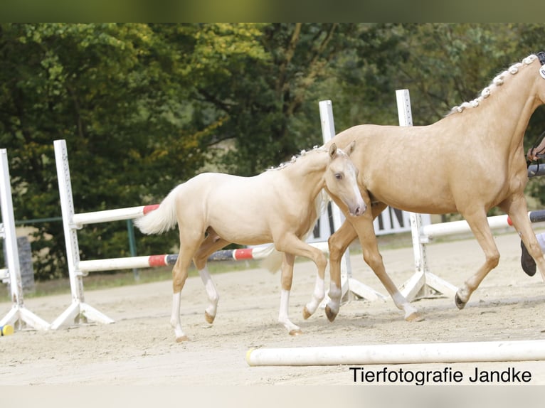 Poney de selle allemand Étalon Poulain (03/2026) 148 cm Palomino in Hamm