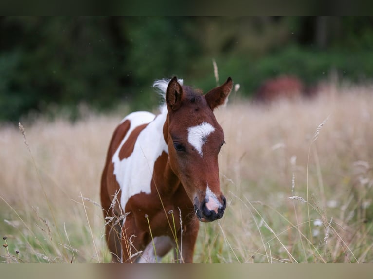 Poney de selle allemand Étalon Poulain (05/2024) 148 cm Pinto in Solingen