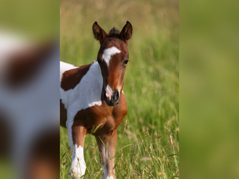 Poney de selle allemand Étalon Poulain (05/2024) 148 cm Pinto in Solingen