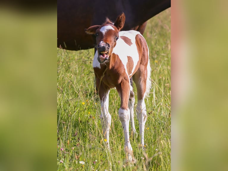 Poney de selle allemand Étalon Poulain (05/2024) 148 cm Pinto in Solingen