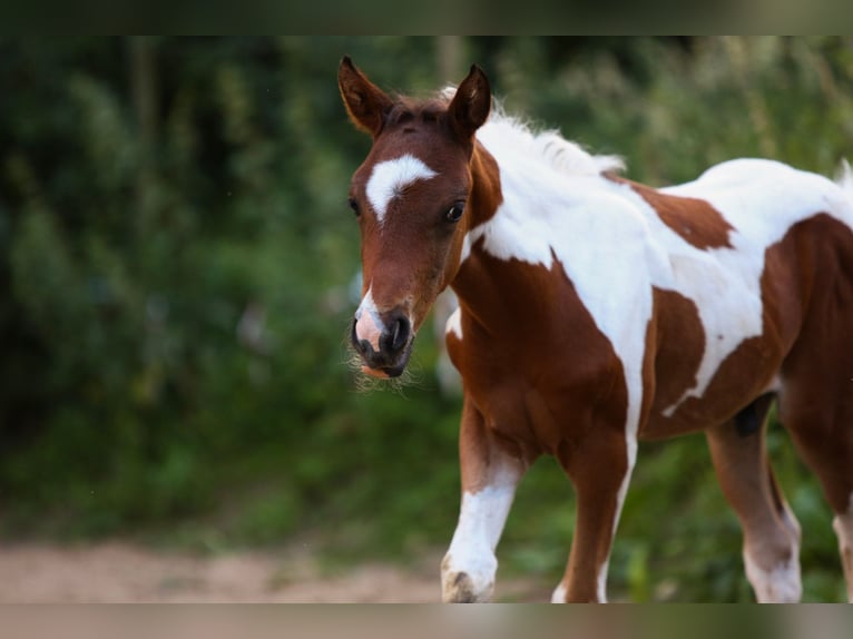 Poney de selle allemand Étalon Poulain (05/2024) 148 cm Pinto in Solingen