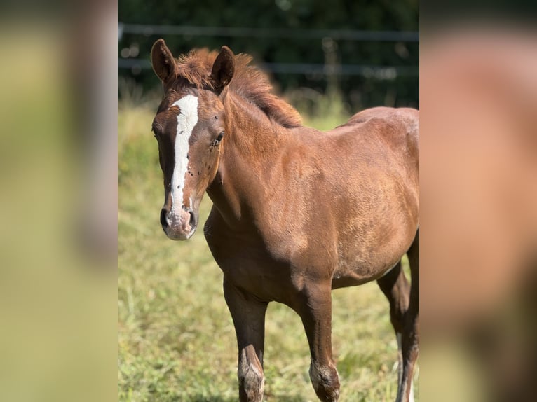 Poney de selle allemand Étalon Poulain (05/2025) 149 cm Alezan in Falkenstein/Vogtland
