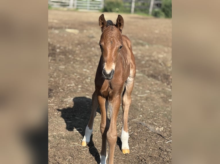 Poney de selle allemand Étalon  150 cm Bai brun foncé in Himmelkron