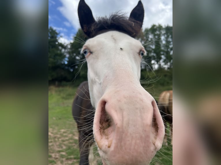Poney de selle allemand Croisé Étalon Poulain (01/2025) 150 cm Noir in Burghaun