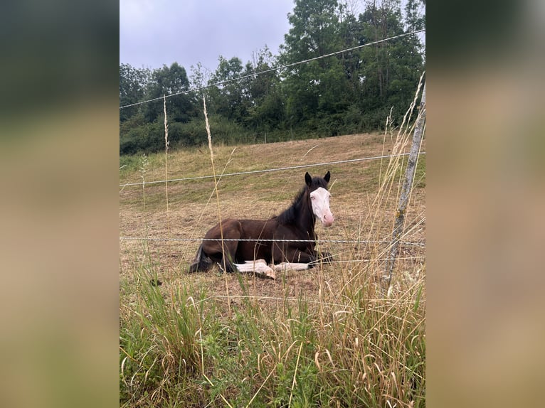 Poney de selle allemand Croisé Étalon Poulain (01/2025) 150 cm Noir in Burghaun