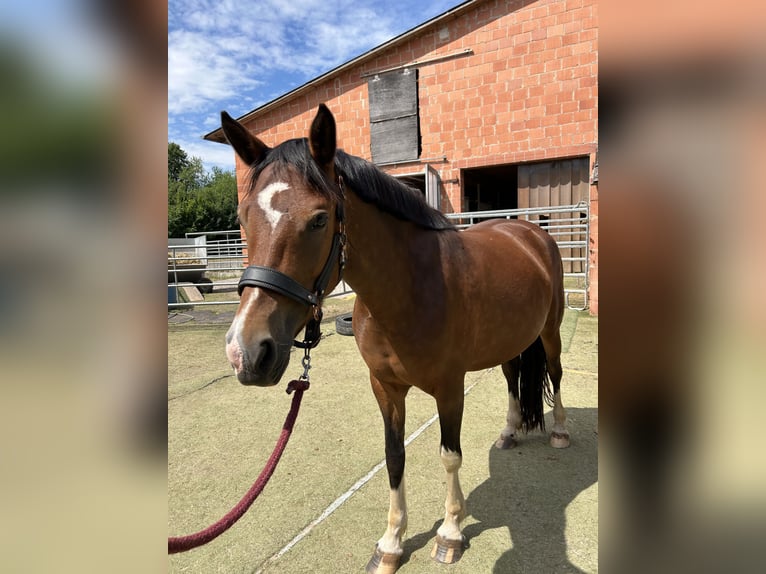 Poney de selle allemand Croisé Étalon Poulain (01/2025) 150 cm Noir in Burghaun