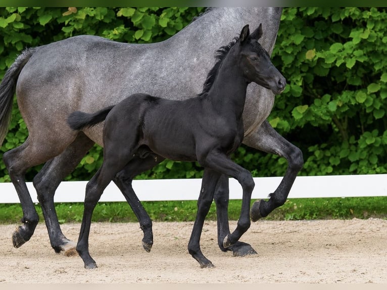 Poney de selle allemand Étalon Poulain (05/2026) 151 cm Noir in Moringen