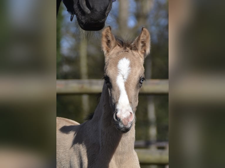 Poney de selle allemand Étalon Poulain (04/2026) 155 cm Buckskin in Langwedel