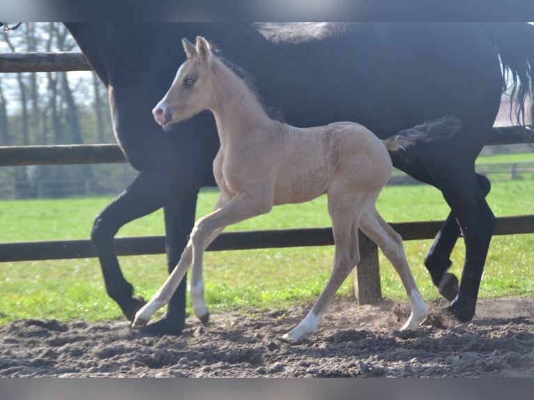 Poney de selle allemand Étalon Poulain (04/2026) 155 cm Buckskin in Langwedel