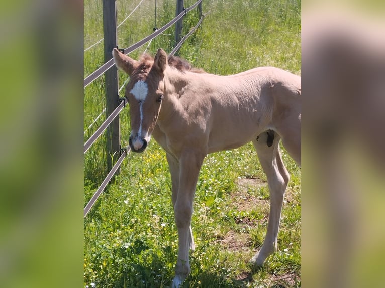 Poney de selle allemand Étalon Poulain (05/2026) 155 cm Buckskin in PLANKSTADT