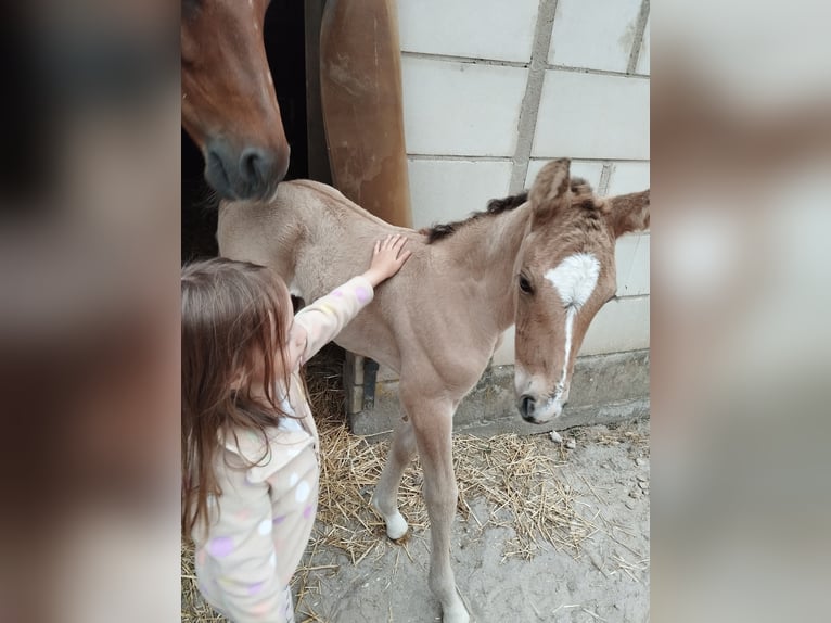 Poney de selle allemand Étalon Poulain (05/2026) 155 cm Buckskin in PLANKSTADT