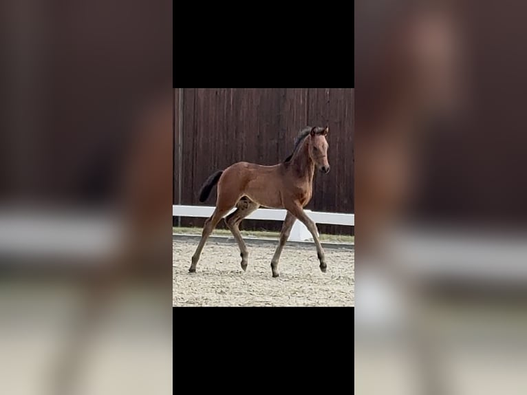 Poney de selle allemand Étalon Poulain (04/2026) 90 cm Bai brun in Burgwedel