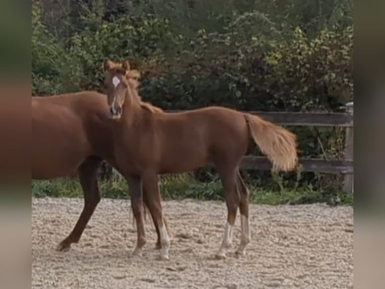 Poney de selle allemand Étalon Poulain (04/2026) Alezan brûlé in Bad König