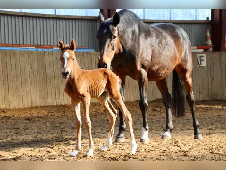 Poney de selle allemand Étalon Poulain (01/2025) Alezan brûlé in Flintbek