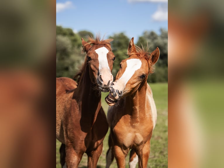 Poney de selle allemand Étalon Poulain (01/2025) Alezan brûlé in Flintbek