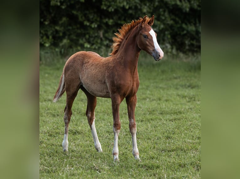 Poney de selle allemand Étalon Poulain (01/2025) Alezan brûlé in Flintbek