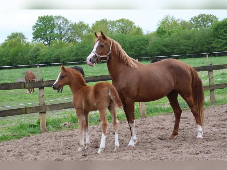 Poney de selle allemand Étalon Poulain (03/2026) Alezan brûlé in Roseburg