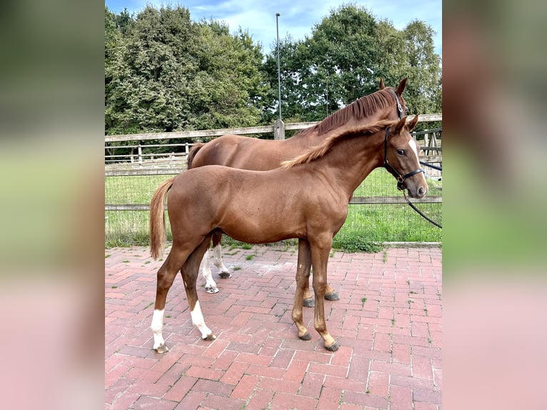 Poney de selle allemand Étalon Poulain (03/2025) Alezan brûlé in Ostercappeln