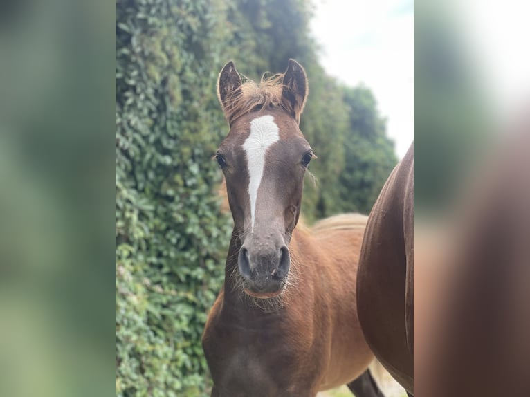 Poney de selle allemand Étalon Poulain (03/2025) Alezan brûlé in Alpen