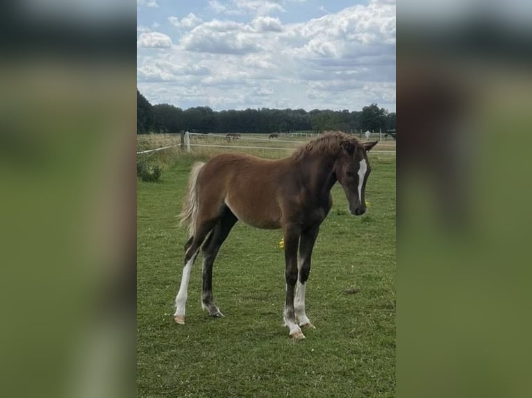 Poney de selle allemand Étalon Poulain (03/2025) Alezan brûlé in Alpen