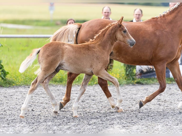 Poney de selle allemand Étalon Poulain (05/2024) Alezan in Riedlingen