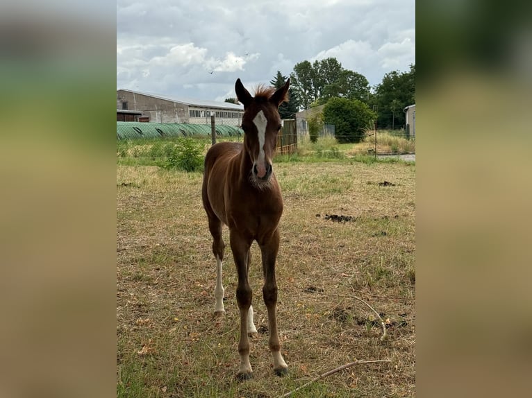 Poney de selle allemand Étalon Poulain (04/2025) Alezan in Auerstedt