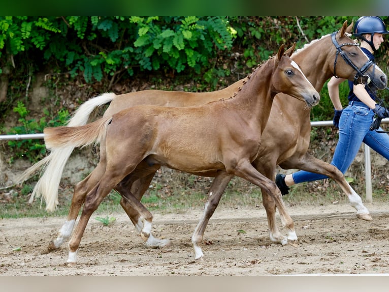 Poney de selle allemand Étalon Poulain (03/2026) Alezan in Esens