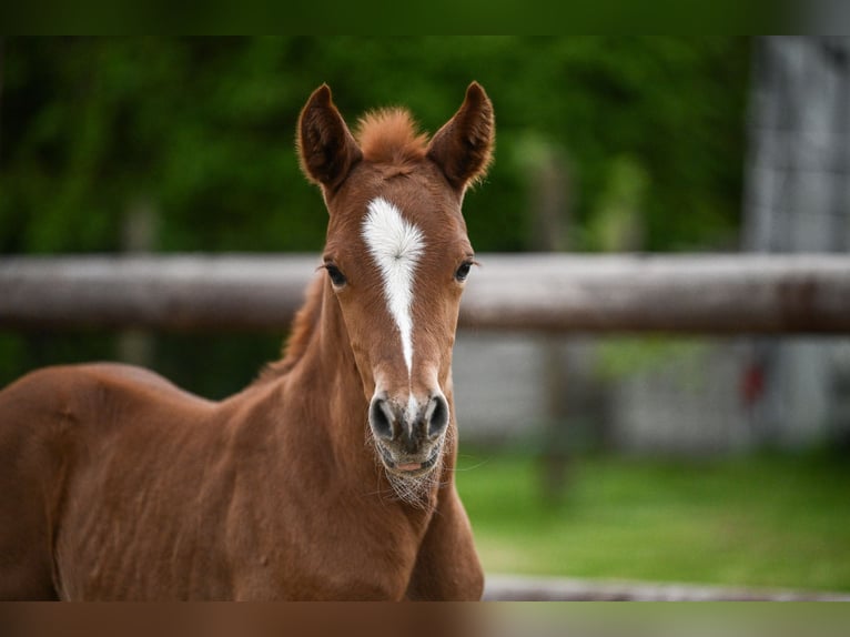 Poney de selle allemand Étalon Poulain (04/2026) Alezan in WuppertalWuppertal