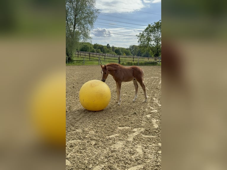 Poney de selle allemand Étalon Poulain (04/2026) Alezan in WuppertalWuppertal