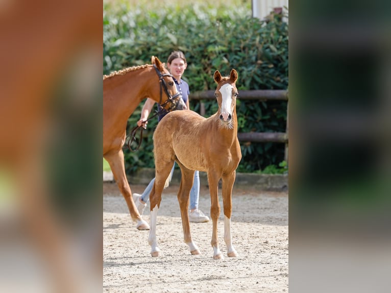 Poney de selle allemand Étalon Poulain (04/2024) Alezan in Kerken