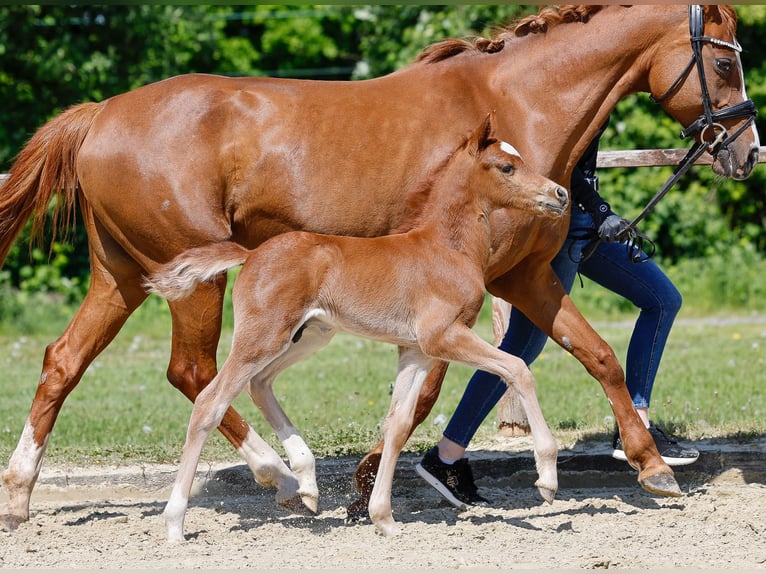 Poney de selle allemand Étalon  Alezan in Mlheim