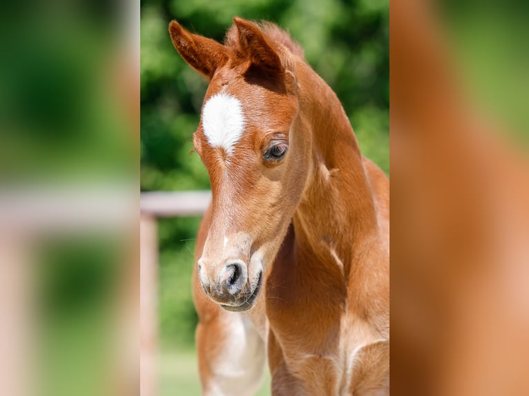 Poney de selle allemand Étalon  Alezan in Mlheim