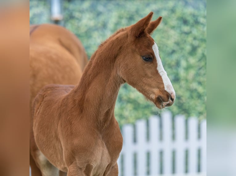 Poney de selle allemand Étalon Poulain (02/2026) Alezan in Münster-Handorf