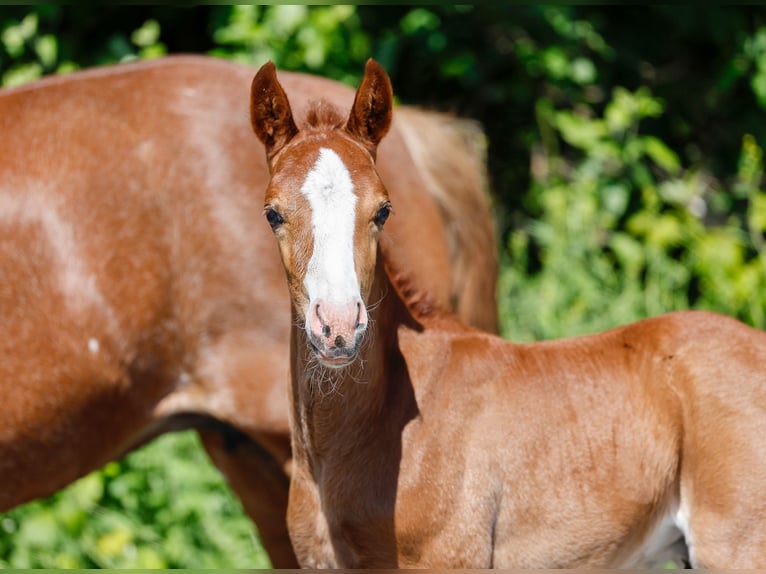Poney de selle allemand Étalon  Alezan in Verl