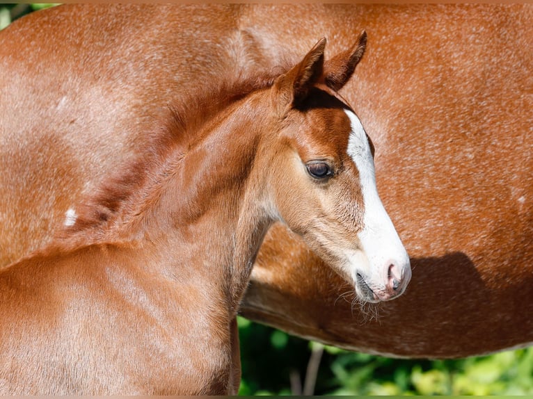 Poney de selle allemand Étalon  Alezan in Verl