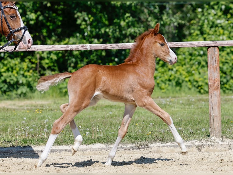 Poney de selle allemand Étalon  Alezan in Verl
