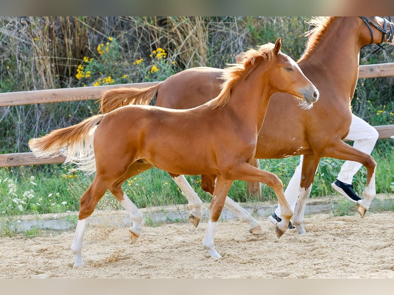 Poney de selle allemand Étalon Poulain (01/2025) Alezan in Wegeleben