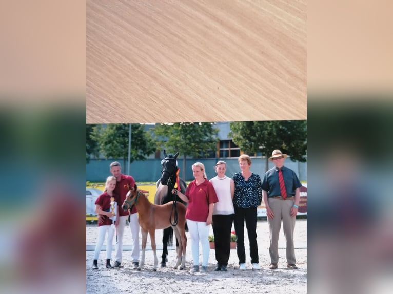 Poney de selle allemand Étalon  Bai brun in Bersteland Freiwalde