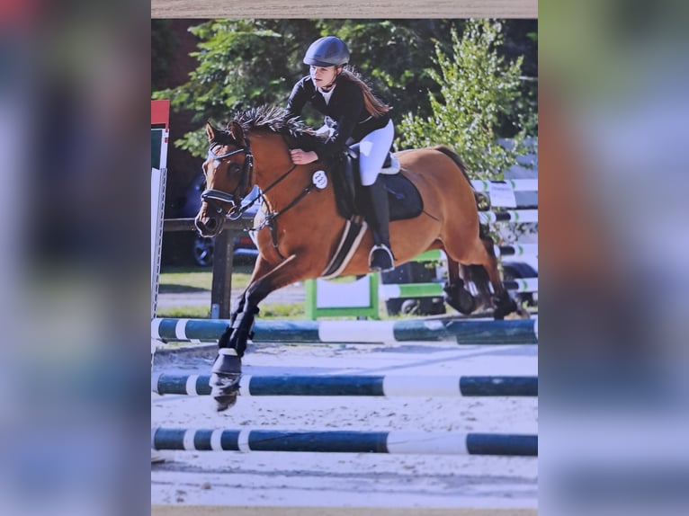 Poney de selle allemand Étalon  Bai brun in Bersteland Freiwalde