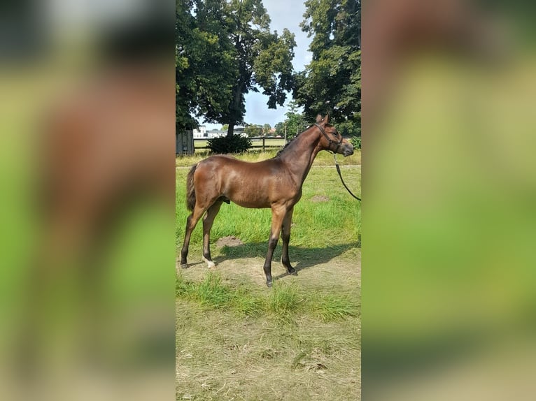 Poney de selle allemand Étalon  Bai brun in Bersteland Freiwalde