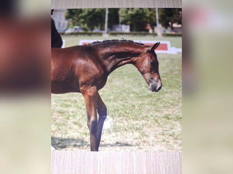 Poney de selle allemand Étalon  Bai brun in Bersteland Freiwalde