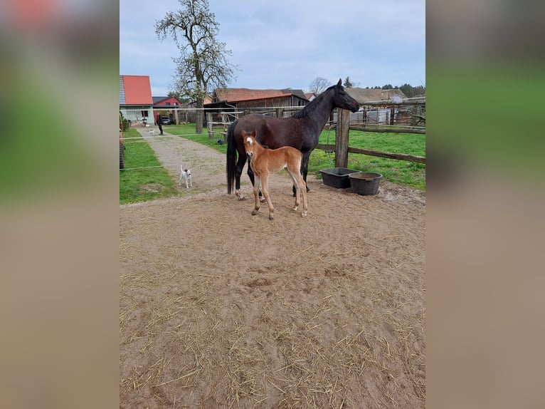 Poney de selle allemand Étalon  Bai brun in Bersteland Freiwalde