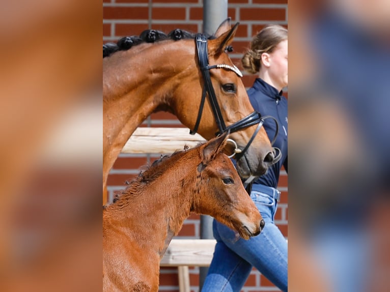 Poney de selle allemand Étalon  Bai in Bad Zwischenahn