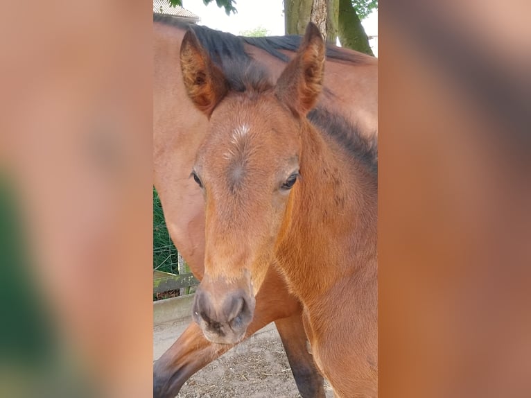 Poney de selle allemand Étalon Poulain (04/2024) Bai in Büren