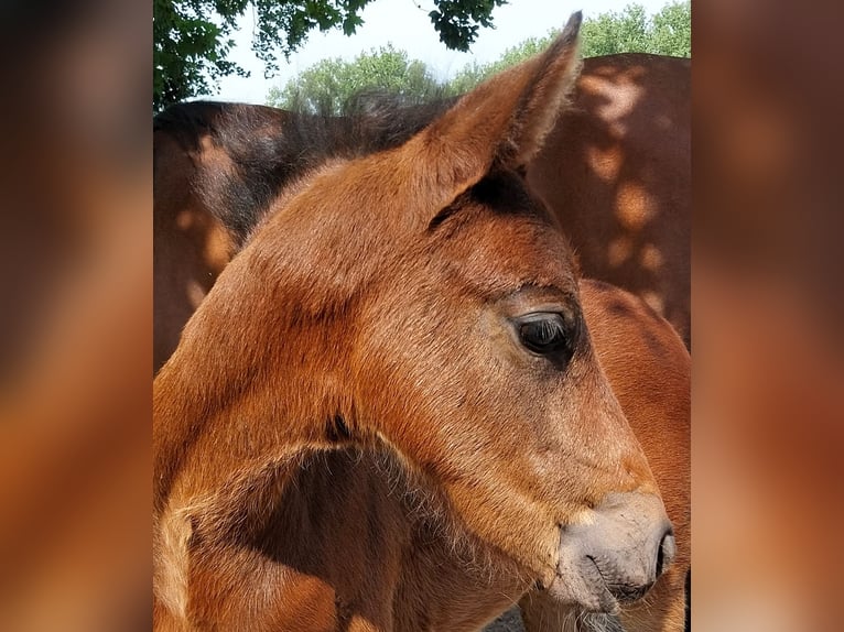 Poney de selle allemand Étalon Poulain (04/2024) Bai in Büren