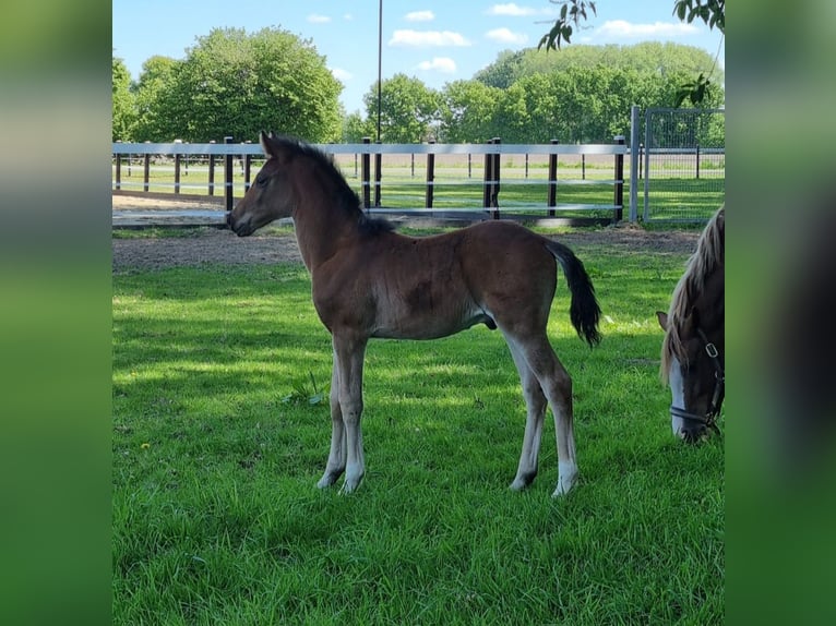 Poney de selle allemand Étalon Poulain (03/2025) Bai in Drebber