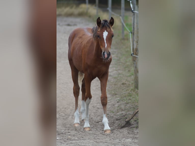 Poney de selle allemand Étalon Poulain (02/2026) Bai in Neuenkirchen-Vörden